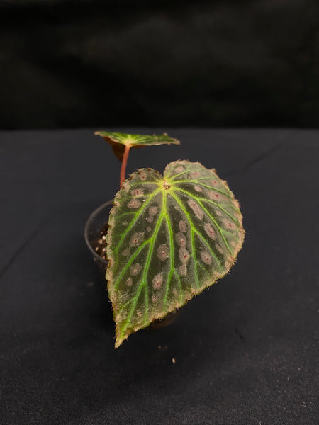 Begonia Super Chloro (Chlorosticta x Chloroneura)