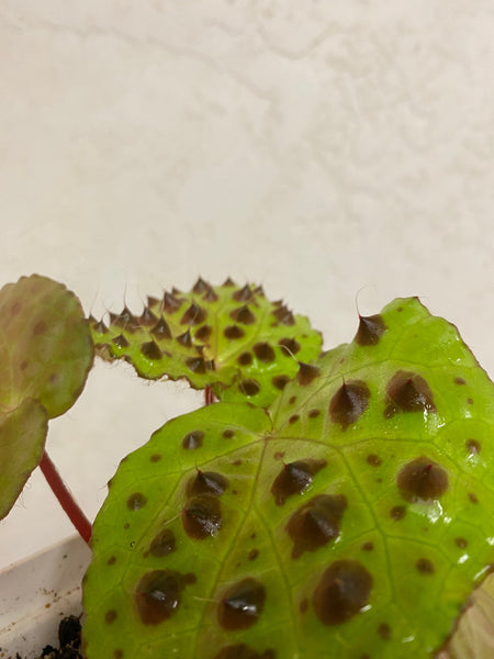 Begonia Melanobullata