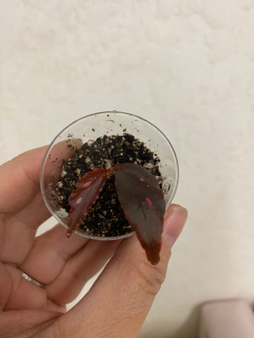 Begonia Julau Type 2