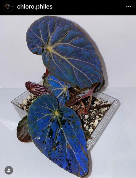 Begonia Burkillii Dark Form (Iridescent)