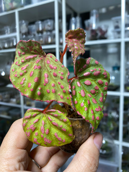 Begonia Roseopunctata