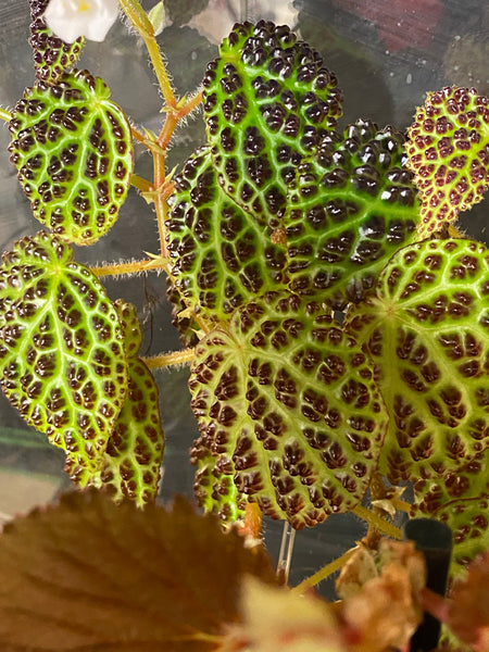 Begonia Dracopelta