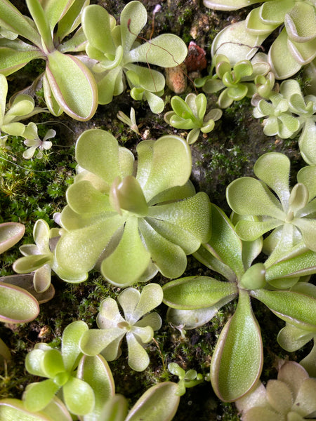 Pinguicula Kewensis (3 Sizes)