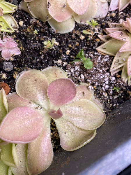 Pinguicula Kewensis (3 Sizes)