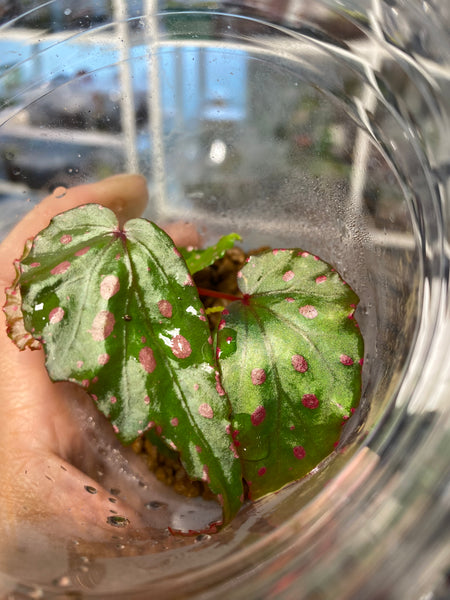 Begonia Kapuashuluensis x Begonia Amphioxus Hybrid