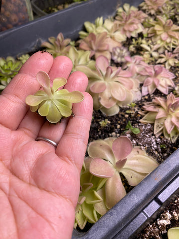 Pinguicula Kewensis (3 Sizes)