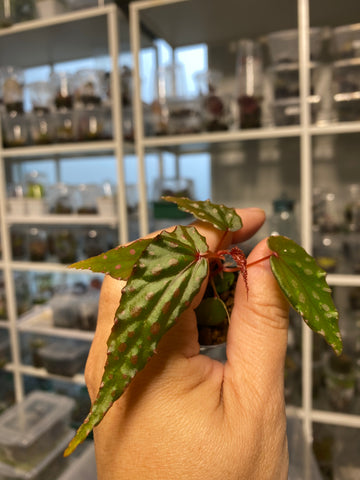 Begonia Kapuashuluensis x Begonia Amphioxus Hybrid