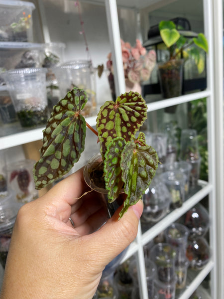 Begonia Chlorosticta (Red)