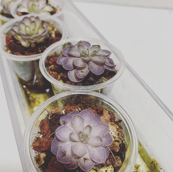 Pinguicula Cyclosecta (Purple Ping)