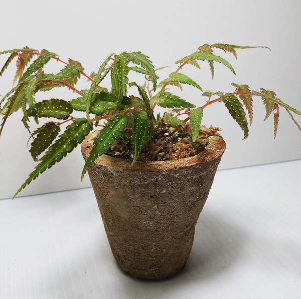 Begonia Pteridiformis