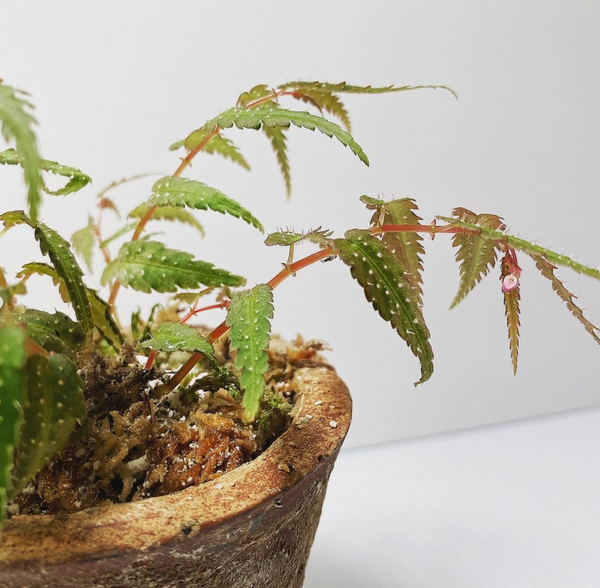 Begonia Pteridiformis