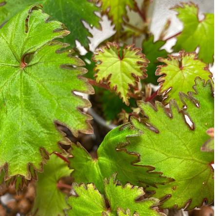 Begonia Lyallii