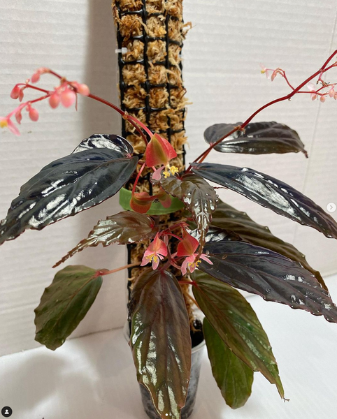 Begonia Kapuashuluensis