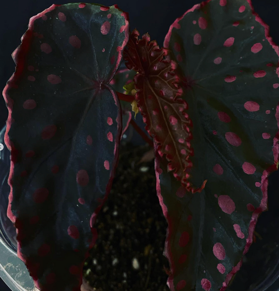 Begonia Darthvaderiana x Amphioxus (5 sizes)