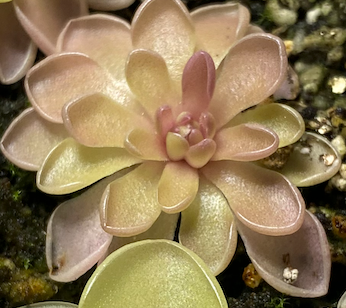 Pinguicula Ehlersiae (3 Sizes)