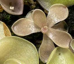 Pinguicula Ehlersiae (3 Sizes)