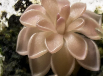 Pinguicula Ehlersiae (3 Sizes)