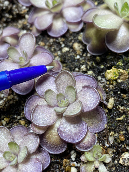 Pinguicula Cyclosecta (Purple Ping)