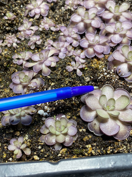 Pinguicula Cyclosecta (Purple Ping)