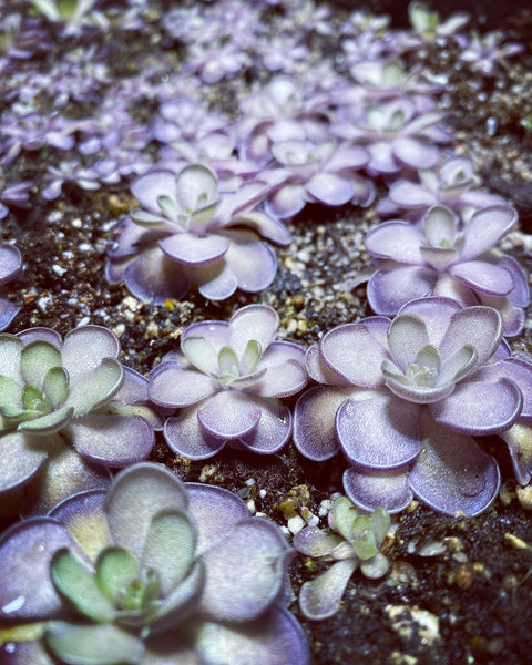 Pinguicula Cyclosecta (Purple Ping)